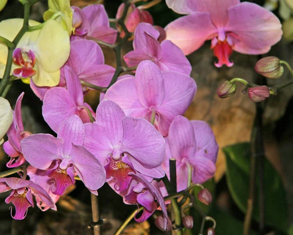 Muitas Cores Grandes Roxo Claro Orquídea Florescer Quadro Grande Uma — Fotografia de Stock