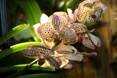 Büyük orkide çiçekleri soluk pembe renktedir. Güzel desenli sıra dışı bir çiçek. Bahçe, çiçek. Koleksiyon.