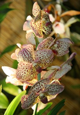 Büyük orkide çiçekleri soluk pembe renktedir. Güzel desenli sıra dışı bir çiçek. Bahçe, çiçek. Koleksiyon.