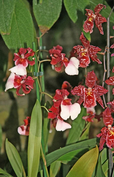 Muchas Orquídeas Florecientes Pequeñas Color Rojo Blanco Fondo Hermosas Flores — Foto de Stock