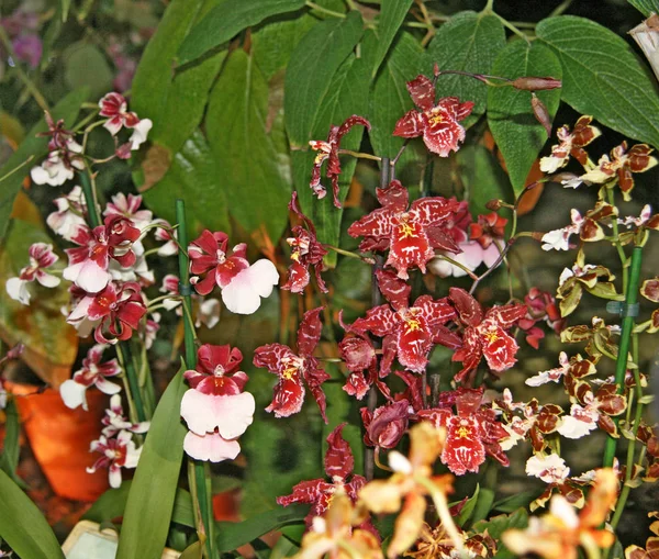 Muitos Orchids Florescendo Pequenos Cor Vermelha Branca Fundo Belas Flores — Fotografia de Stock