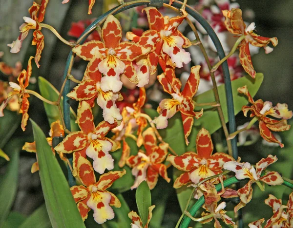Muitos Orchids Florescendo Pequenos São Alaranjados Brancos Flores Miniatura Cores — Fotografia de Stock