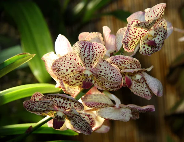 Stora Orkidéblommor Blekrosa Med Ett Mönster Ovanlig Blomma Med Ett — Stockfoto