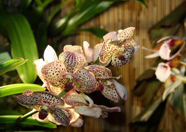 Flores Grandes Orchid São Rosa Pálido Com Teste Padrão Flor — Fotografia de Stock