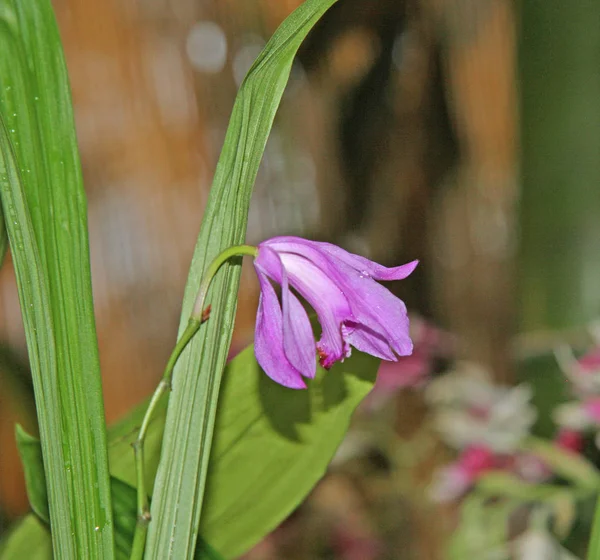 Blå Klocka Bakgrunden Grön Trädgård Närbild Liten Orkidé Som Blommar — Stockfoto