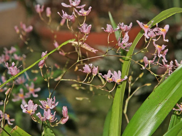 Beaucoup Fleurs Dans Verdure Jardin Petites Orchidées Miniatures Fleurs Ferme — Photo