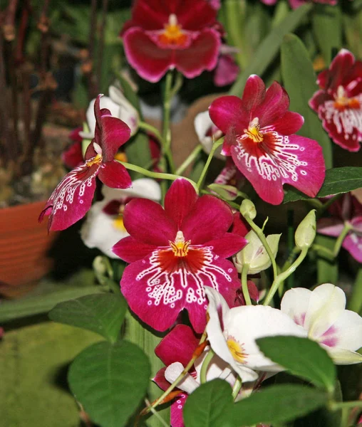 Vita Stora Blommor Närbild Miltonia Orkidé Blommande Trädgård Säsongsblommande Vit — Stockfoto
