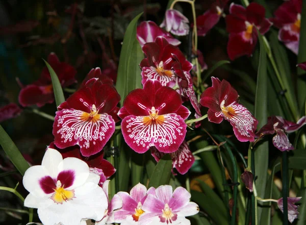 White Large Flowers Close Miltonia Orchid Blossoming Garden Seasonal Flowering — 스톡 사진