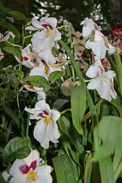 Białe Duże Kwiaty Bliska Miltonia Orchidea Kwitnący Ogród Sezonowe Kwitnienie — Zdjęcie stockowe