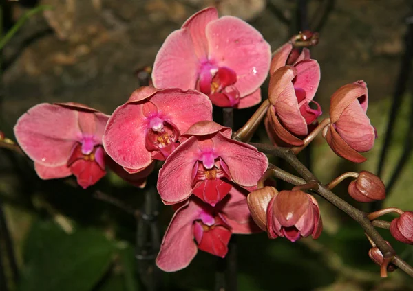 Flores Hermosas Grandes Color Rosa Brillante Sobre Fondo Verde Cerca — Foto de Stock