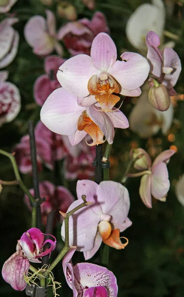 Lindas Flores Grandes Close Orquídeas Florescentes Jardim Florescente Floração Sazonal — Fotografia de Stock