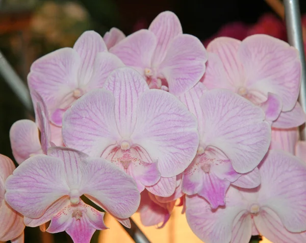 Vackra Stora Mjuka Rosa Blommor Bakgrund Grönska Närbild Trädgård Blommande — Stockfoto