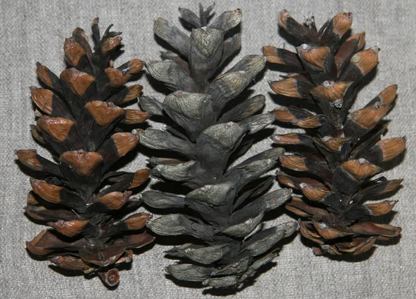 Gri bir tuvalde çam kozalakları. İki kahverengi ve bej renkli koni ve doğal renk tuvalinde bir büyük gri koni. Çam kozalakları büyük, fındıksız. Yakından bak..