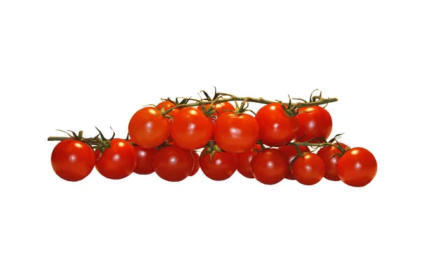 Cherry Tomatoes Branch White Background Small Red Tomatoes Fruit Bearing — Stock Photo, Image