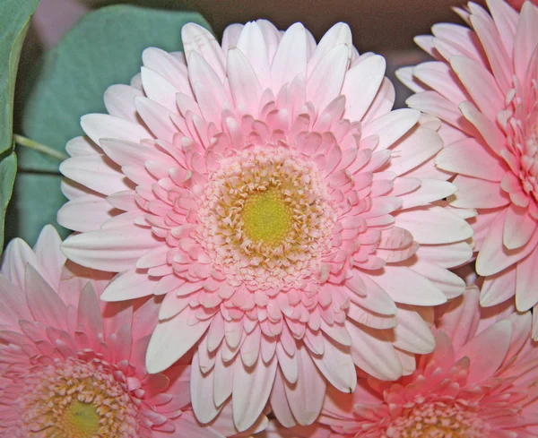 Pink Gerbera Flower Macro Large Pink Flower Large Flower Soft — Stock Photo, Image