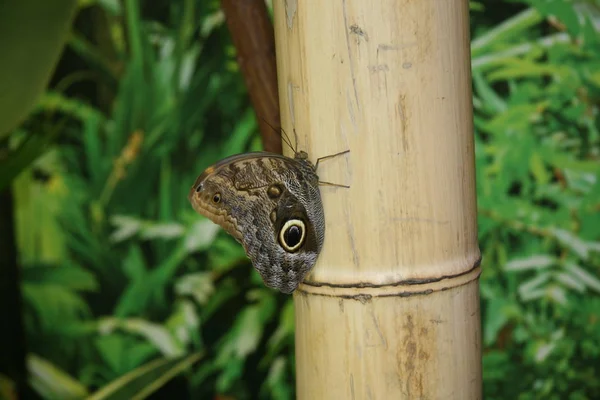 Duży Motyl Brązowymi Skrzydłami Dużym Wzorem Motyl Siedzi Bambus Zamknij — Zdjęcie stockowe