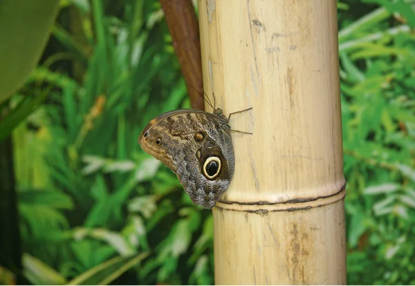 一只有巨大翅膀和图案的大蝴蝶 蝴蝶坐在竹子上 — 图库照片
