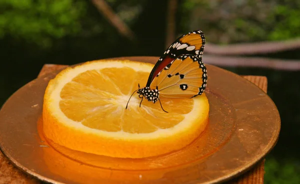 A red butterfly with a pattern of dots and circles on its wings. A butterfly eats nectar. Butterfly eating the fruit.  Close up. Collection.