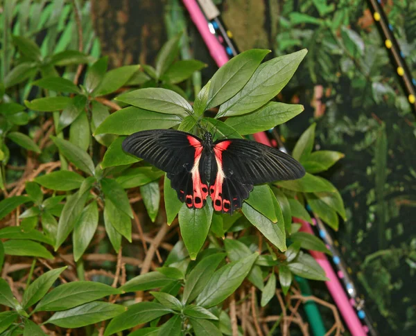 Een Grote Mooie Vlinder Eet Nectar Van Fruit Vlinder Met — Stockfoto