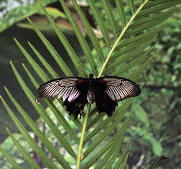 Schöner Tropischer Schmetterling Mit Großen Schwarzen Flügeln Auf Den Blättern — Stockfoto
