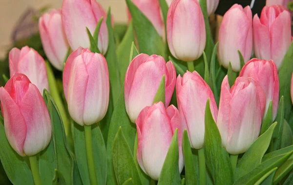 Lots of pink tulips . Blooming tulips. Pink tulips. Spring flowers. Pink flowers with green leaves.