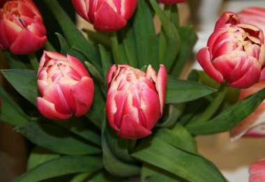 Çiçek buketinde büyük taç yaprakları olan kırmızı ve beyaz laleler. Bir sürü yeşil yapraklı kırmızı lale..