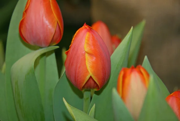 red Tulip. Spring flowers. Red flowers with green leaves.