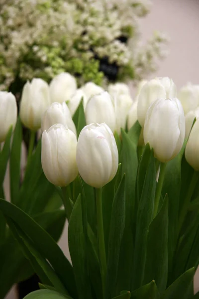 Lots of white tulips . Blooming tulips. Spring flowers. White tulips with green leaves in the garden.