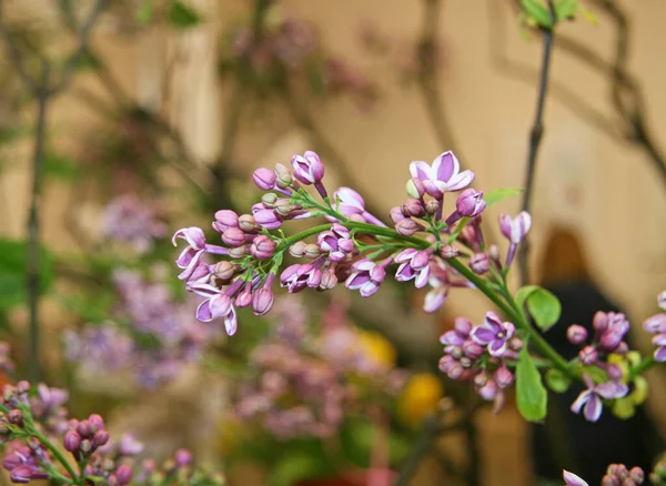 Cabang Bunga Lilac Mekar Dengan Bunga Dan Tunas Banyak Bunga — Stok Foto