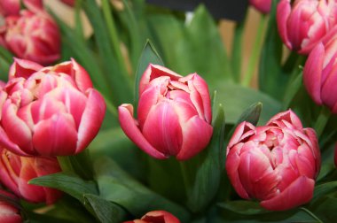 Yapraklı bir bukette pembe ve beyaz laleler. Laleler çiçek açıyor. Lale tomurcukları. Bahar çiçekleri. Bir buket lale. Bahar çiçekleri. Koleksiyon
