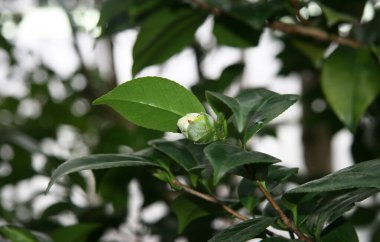 Ağaçların yeşil yapraklarında beyaz rhododendron tomurcukları. Orman beyazının tomurcuğu .