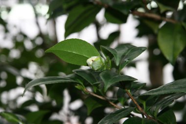 Ağaçların yeşil yapraklarında beyaz rhododendron tomurcukları. Orman beyazının tomurcuğu .