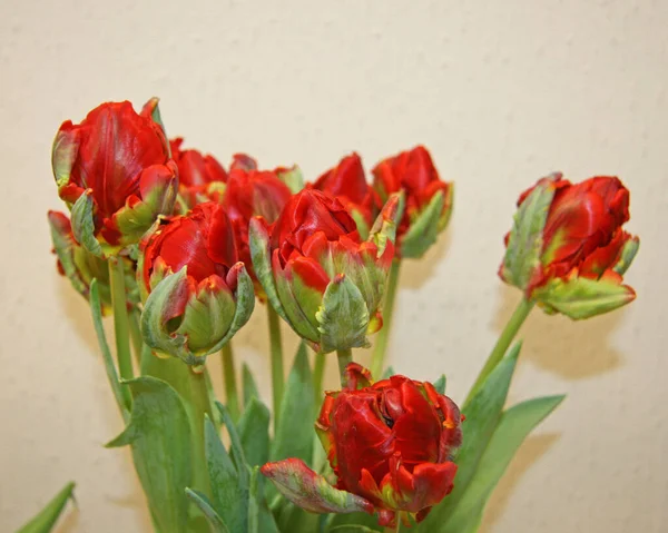 Lots of red tulips . Blooming tulips. Spring flowers. Red tulips with green leaves in the garden.