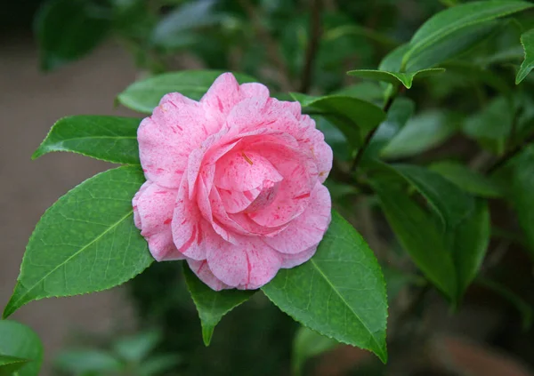 Bloeiende Roze Azalea Vorm Van Een Roos Roze Azalea Bloem — Stockfoto