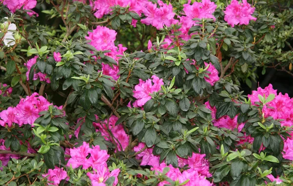 Bahçedeki yeşillikte mor çınar çiçeği. Yeşil yapraklı pembe rhododendron çiçekleri