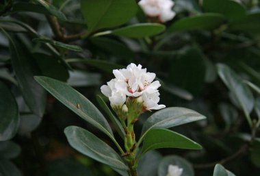 Bahçedeki yeşillikte beyaz kızılgerdan Bud