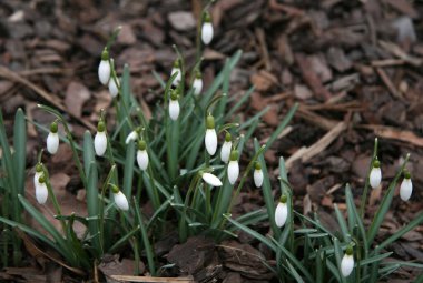 Ormanda yeşil yapraklı beyaz kar damlaları.
