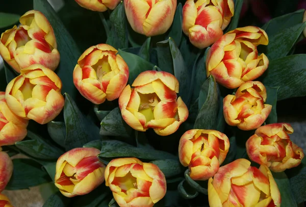 Tulipes Rouges Jaunes Sur Fond Noir Les Bourgeons Des Tulipes — Photo