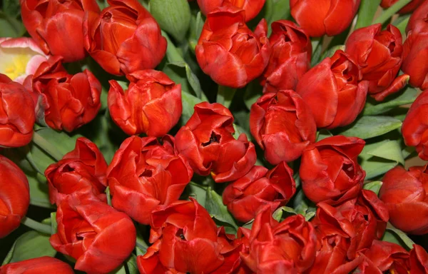 Lots of red tulips . Blooming tulips. Spring flowers. Red tulips with green leaves in the garden