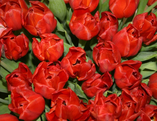 Lots of red tulips . Blooming tulips. Spring flowers. Red tulips with green leaves in the garden