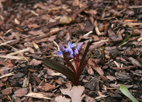 Mavi Baharda Küçük Çiçekler Tomurcuklar Ağaç Kabuğunda — Stok fotoğraf
