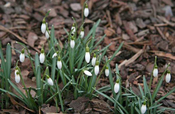 Des Bourgeons Blancs Gouttes Neige Avec Des Feuilles Vertes Dans — Photo