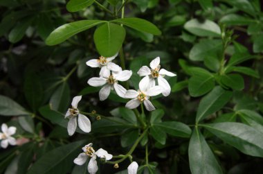 Bahçenin yeşilliğinde bir narenciye ağacının çiçekleri.