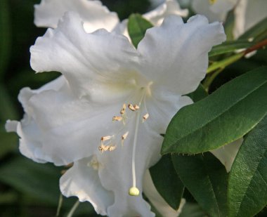 Çiçek açan, yeşil yapraklı beyaz rhododendron çiçeği