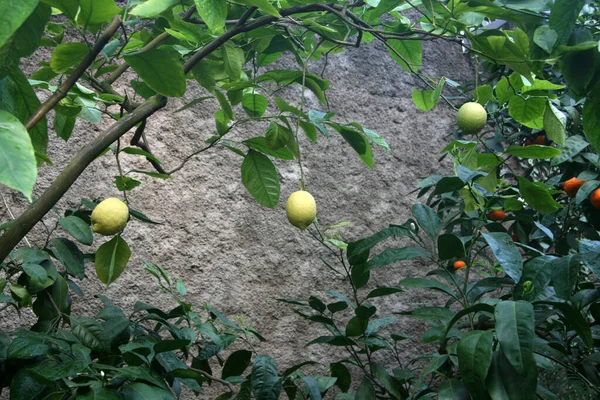 Lemons on the branches of a citrus tree in the garden.Lemon on a branch in green foliage with raindrops