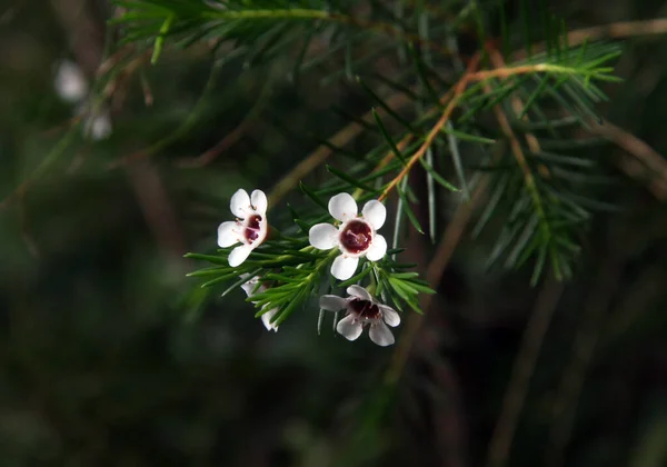 Ağacın Üzerinde Beyaz Çiçekler Beyaz Ağaçta Açan Çiçekler Beyaz Kiraz — Stok fotoğraf