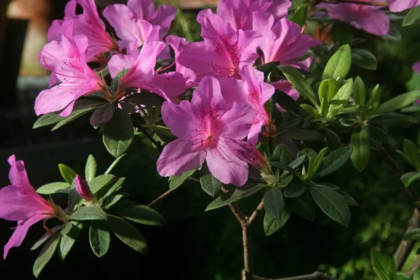 Blooming Pink Rhododendron Flowers Green Garden Blooming Pink Rhododendron Flower — Stock Photo, Image