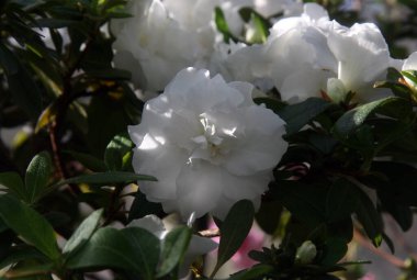 Bahçede bir sürü beyaz çiçek. Bahçede yeşil yapraklı beyaz Azalea çiçekleri..