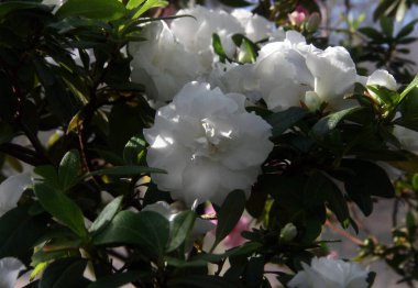 Bahçede bir sürü beyaz çiçek. Bahçede yeşil yapraklı beyaz Azalea çiçekleri..