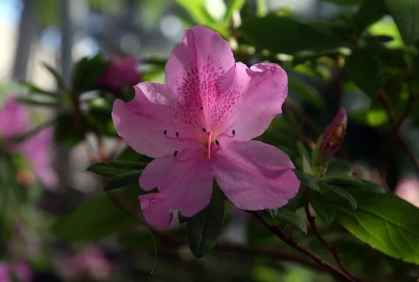 Çiçek açan, yeşil bahçedeki pembe rhododendron çiçekleri. Çiçek açan, yeşil yapraklı pembe rhododendron çiçeği.
